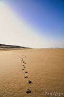 Thomas LAFARGUE - LAFARGUE THOMAS